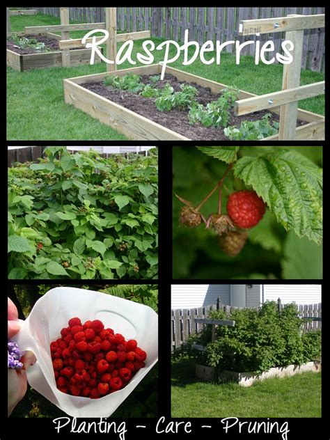 Yardens Tips How To Start And Maintain A Raspberry Patch Transition