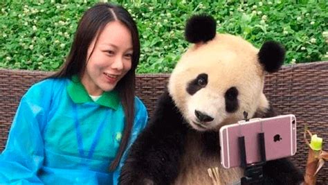 Take Selfies With Cute Panda Cn