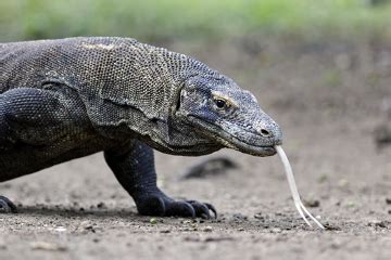 Veja o que acontece quando o dragão de komodo ataca suas presas com uma mordida poderosa. Dragão-de-Komodo. O poderoso Dragão-de-Komodo - Escola Kids