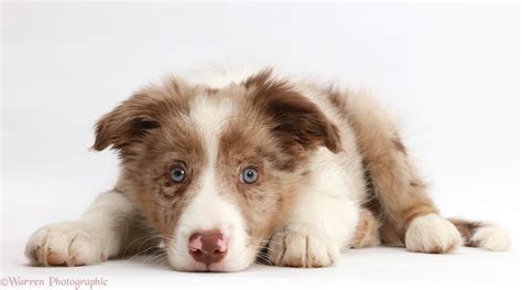 Red And White Border Collie Puppies