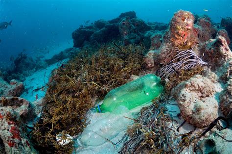 Plastic Pollution Is Killing Coral Reefs 4 Year Study Finds The Two