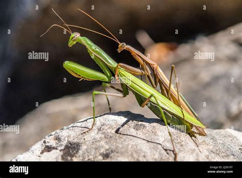 The European Mantis Or Praying Mantis Mantis Religiosa Mating