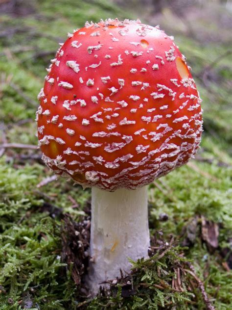 Amanita Wikipedia