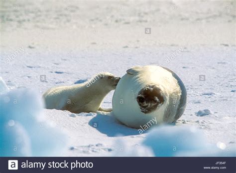 Harp Seal Pup Phoca Goenlandica And It Mother On The Ice Magdalen Islands Canada Pups Are