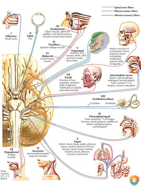 Pairs Of Cranial Nerves Flashcards Anatomie Du Corps Anatomie Du My XXX Hot Girl