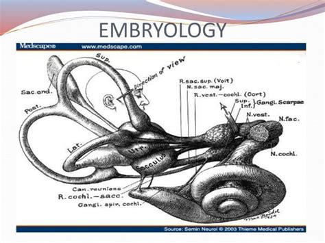 Anatomy And Embryology Of Vestibular System