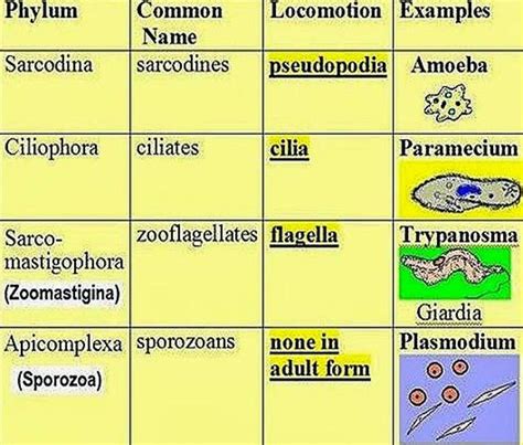 classification of protozoa