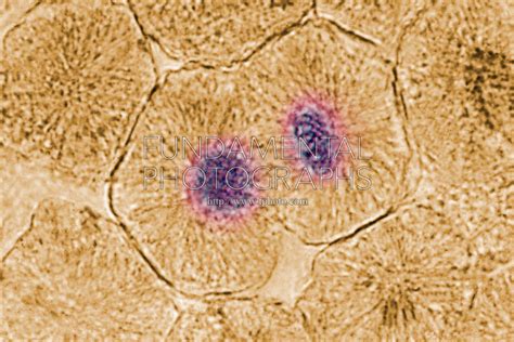 Observing mitosis in plant and animal cells using photographs of prepared slides of the onion root tip and whitefish blastula. 63330706F-6WR | Fundamental Photographs - The Art of Science