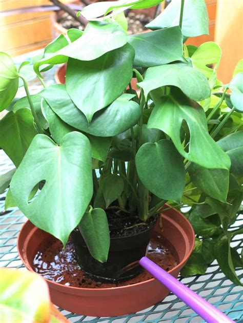 Cities treat water with chlorine/chloramine to remove bacteria, and although this gives us clean safe drinking water, this means that there are harmful chemicals in. How to Water Indoor Plants