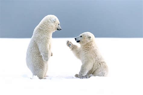 Snow Bears Bear Animal Cute Polar Bear Hd Wallpaper Peakpx