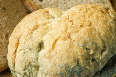 How long does it take for mold to grow on bread. Do the Same Types of Mold Grow on All Types of Bread? | eHow