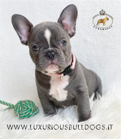 Brenglora bulldogs was established in 1979, making us one of the oldest established english bulldog breeders in the u.s. Bulldog Francese in Vendita | Luxurious French Bulldogs