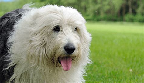 Old English Sheepdog Dog Breed Information All About Dogs