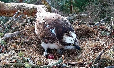 First Osprey Egg Fuels Hope Of Cracking Easter At Perthshire Reserve
