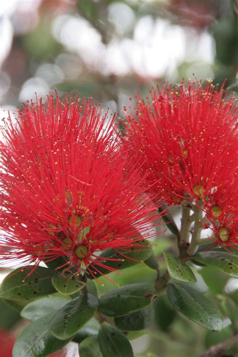 Check spelling or type a new query. 60 best images about NZ Plants on Pinterest | Lobster ...