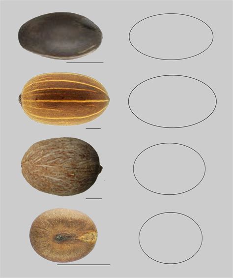 Seed Morphology In The Arecaceae Encyclopedia Mdpi