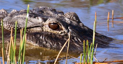 South Carolina Woman Dies After Alligator Attack Near Golf Course Lagoon