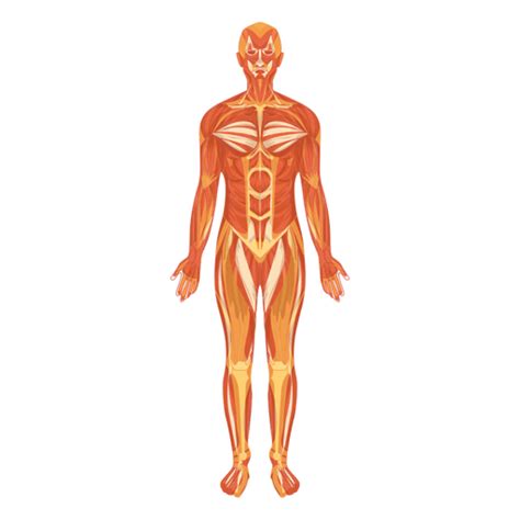 Sistema Musculo Myologia Cuerpo Humano Descargar Pngsvg Transparente