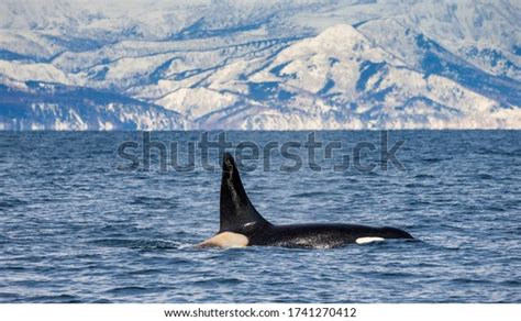 Killer Whale Swims Along Coast Island Stock Photo 1741270412 Shutterstock