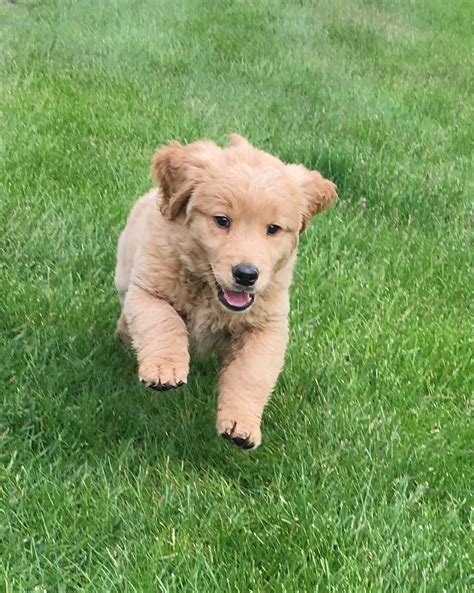 She thinks of herself as a lap dog, but weighs in at around 60 lbs. Golden Retriever Puppies For Sale | Chesterfield Township, MI #196573