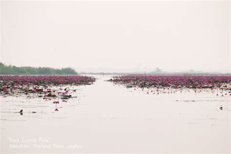 Lotus Lake Tambon Chiang Haeo Thailand Atlas Obscura