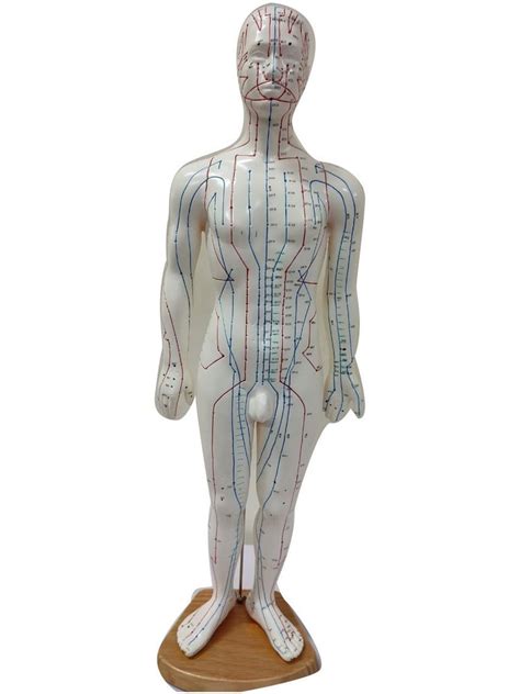 Acupuncture Male Full Body Model At Rs 1750 Human Anatomical Models