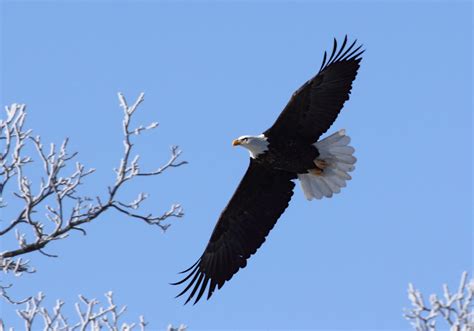 Judge Jury And Exhibitioner Birds Of Iowa The Eagle Landed