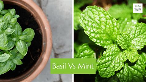 Basil Vs Mint Kitchen And Garden Homegrown Herb Garden