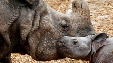 Buffalo Zoos New Indian Rhino Calf Conceived From Now Dead Cincinnati