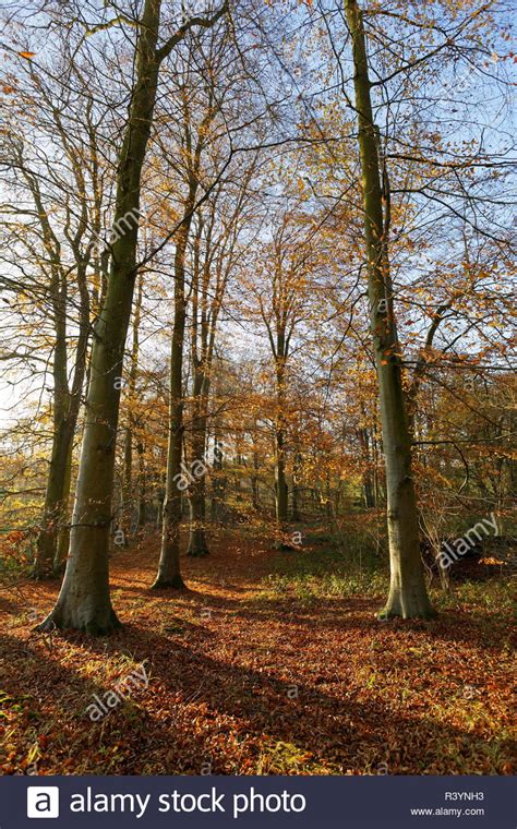 Late Autumn Golden Colour With Beech Trees Leading To Cranbourne Wood