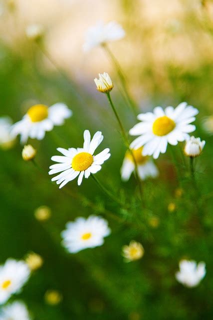 Blossom Bright Camomile · Free Photo On Pixabay