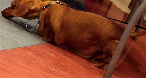 13 Images Showing Dennis The Dieting Dachshunds Amazing Weight Loss