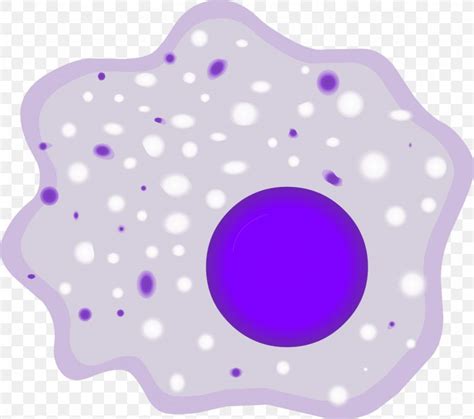 Macrophage White Blood Cell Monocyte Phagocyte Png 1156x1024px