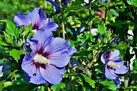 Growing Rose Of Sharon And Other Hardy Hibiscus Flowers Garden Design
