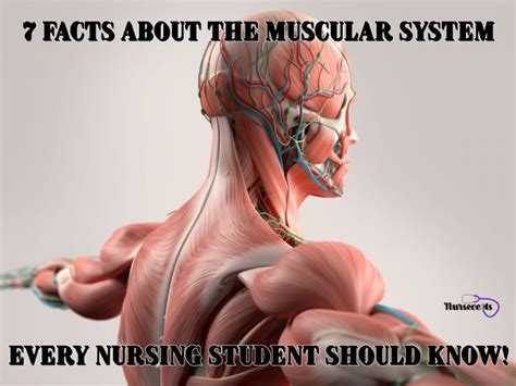 7 Facts About The Muscular System Every Nursing Student Should Know