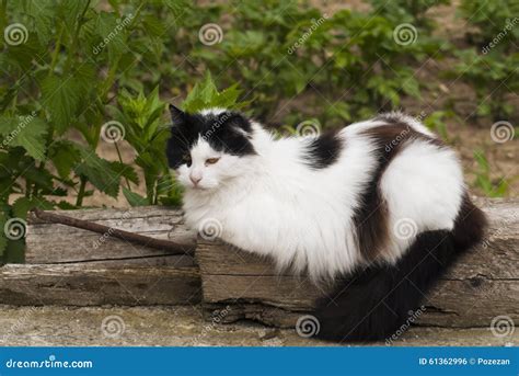 Black And White Cat Stock Photo Image Of Lying Outside 61362996