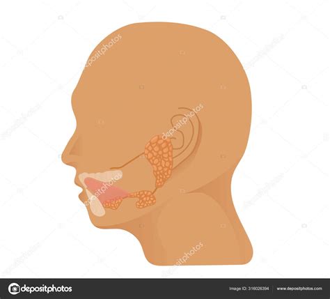 Anatomía De La Glándula Salival Ilustración De La Cabeza Con El Paroti