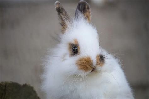 English Spot 10 Most Beautiful Rabbit Breeds