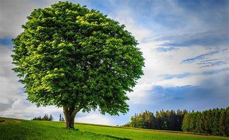 Big Tree Lonely Handsome Free Photo On Pixabay Pixabay