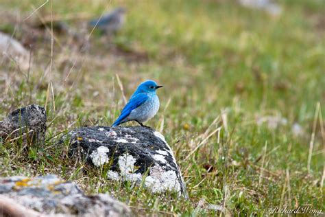 Mountain Bluebird Photo Richard Wong Photography