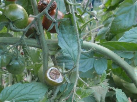 Folks used to think they crawled up the tomato plant, but i think a little yellow or white moth lays eggs on and under the leaves and the horn worms hatch out. tomato-hornworm-damage