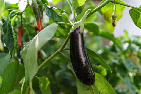 Growing Eggplant In Containers And Pots How To Grow Eggplants The Sage