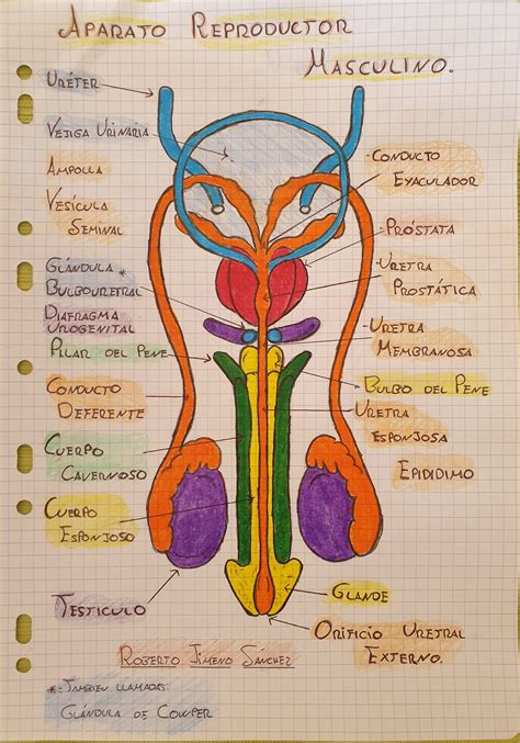 Lamina De Aparato Reproductor Femenino Y Masculino