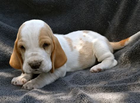 The basset hound can be a bit stubborn and food is usually near the top of their agenda. Baby Lemon And White Basset Hound Puppies Image | Animals | Pinterest | Basset hound puppy ...