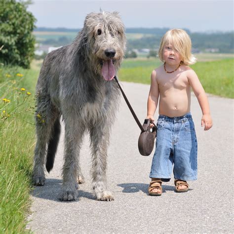 Irish Wolfhound History Personality Appearance Health And Pictures