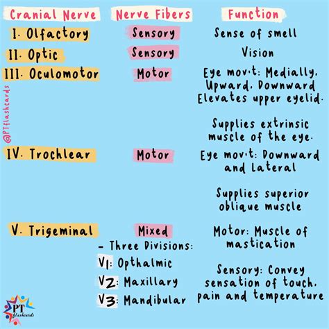 Gebrechlich Population Motiv Cranial Nerves Sensory And Motor Hymne