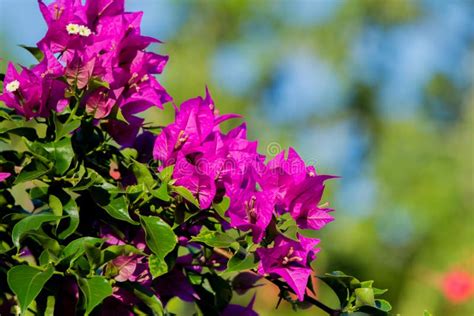 Bougainvillea Thorny Ornamental Vines Stock Image Image Of Decor