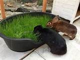 Pictures of Grass Beds For Dogs