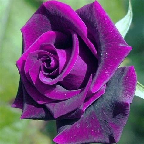 Germany Rare Purple Dragon Rose Seeds