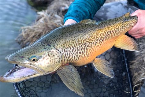 What Is A Tiger Trout And How To Fish For Them Flylords Mag